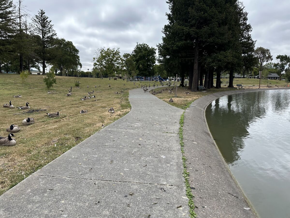 Watch out for geese at Lucchesi Park